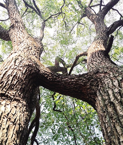 祁东发现罕见"连理枝"