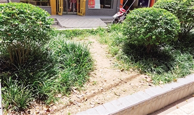花草地被践踏成了"人行道"