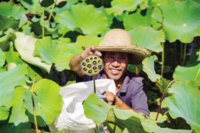 衡阳县台源镇三和村,脱贫户在采摘乌莲.